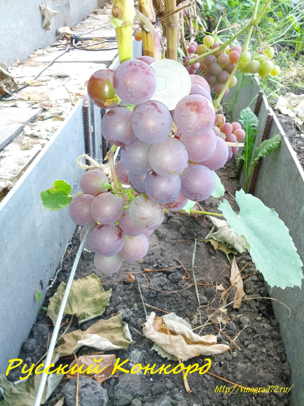 виноград русский конкорд фото