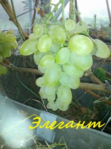Выращивание южных сортов винограда в условиях Сибири и Урала