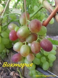 Выращивание южных сортов винограда в условиях Сибири и Урала