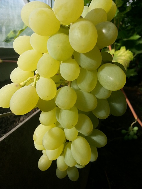 Выращивание южных сортов винограда